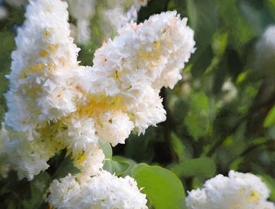 Pure White Lilac by Helen White